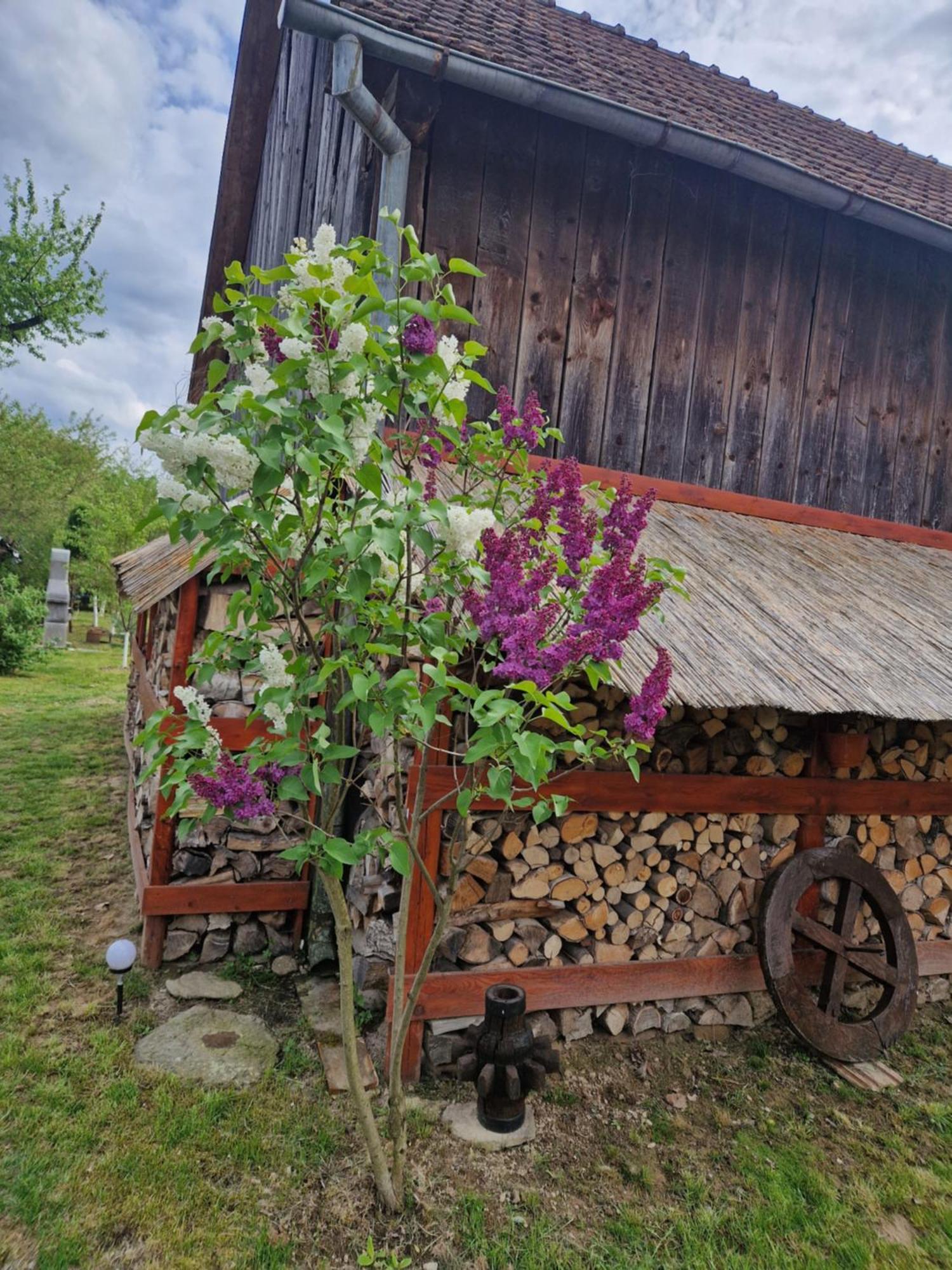 Dragus Casa Hariton 빌라 외부 사진