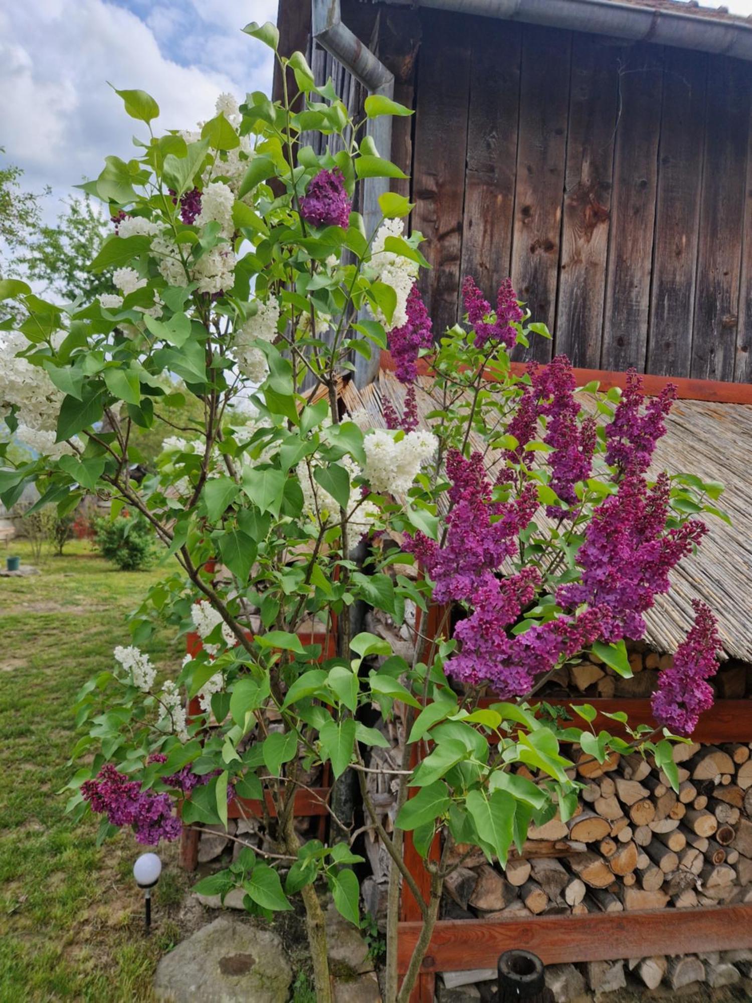 Dragus Casa Hariton 빌라 외부 사진